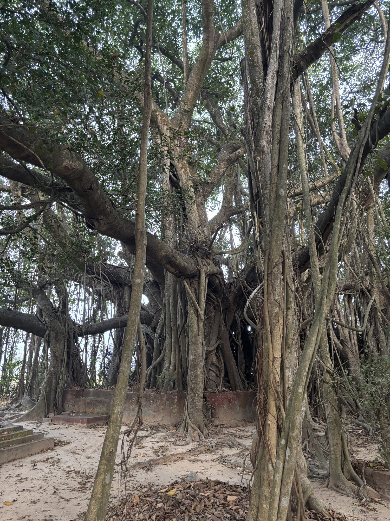 The 1000-Year Banyan