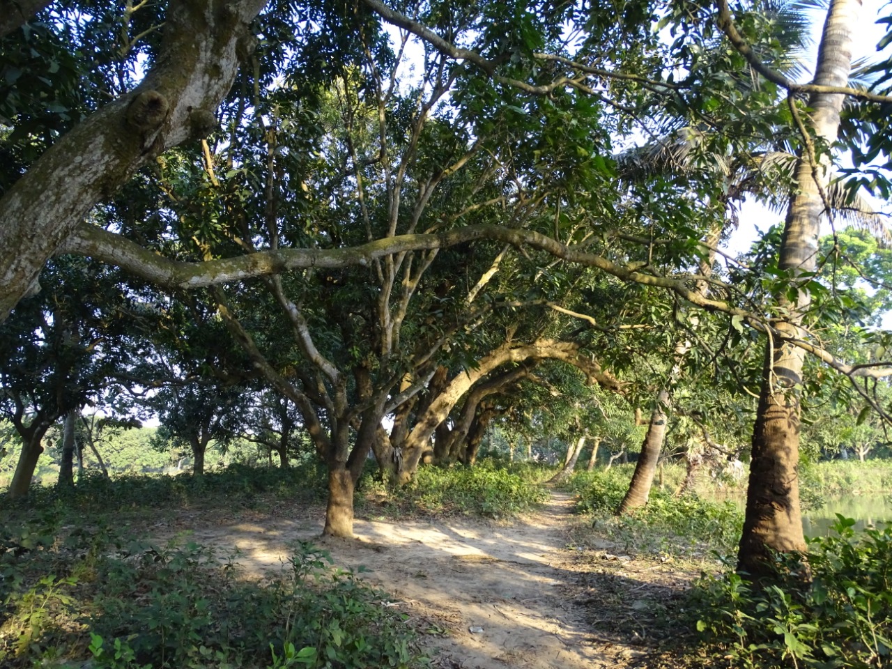 Orchard Walk