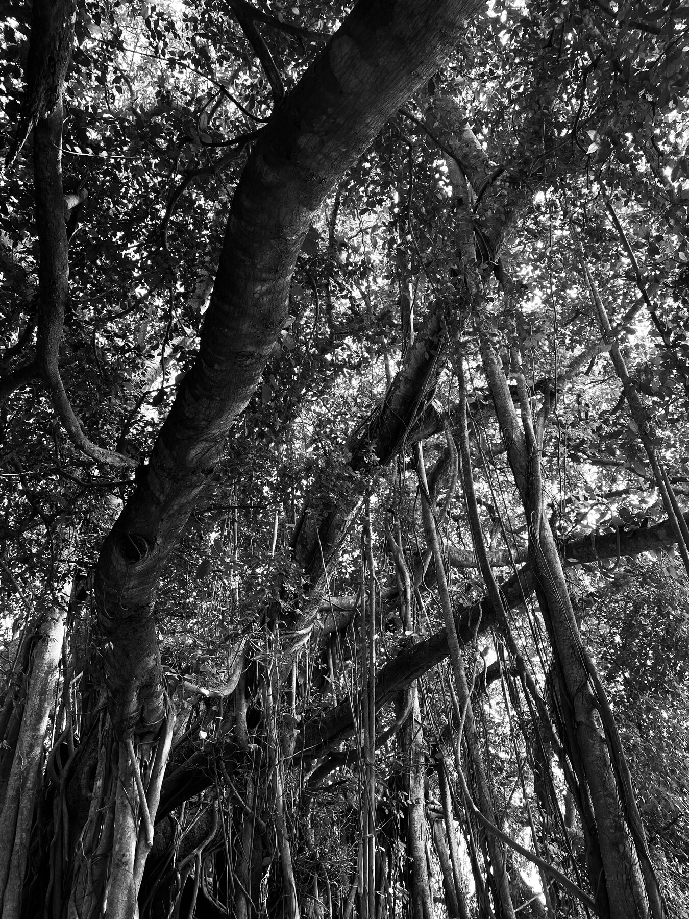 A scene from Heritage Homestays at Amadpur